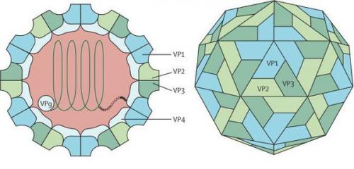 Кишечные инфекции вирусной природы. Определение болезни. Причины заболевания 01 Кишечные инфекции вирусной природы. Определение болезни. Причины заболевания 01