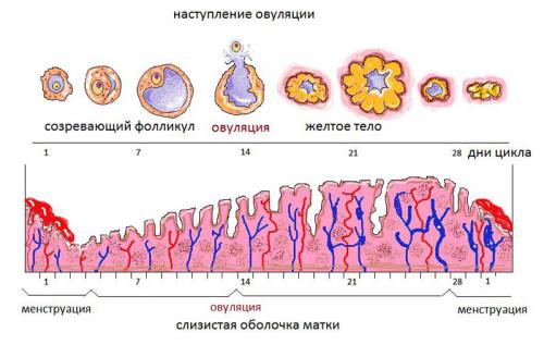 Какая в норме базальная температура. Какая базальная температура перед месячными – норма 07 Какая в норме базальная температура. Какая базальная температура перед месячными – норма 07