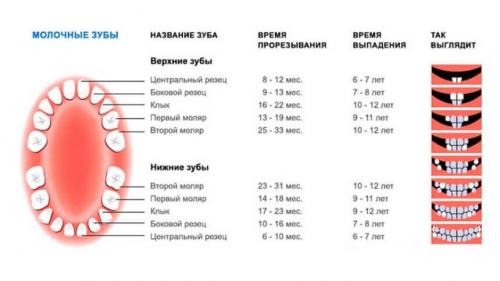 Сопли при прорезывании зубов форум. Когда начинают резаться первые зубы