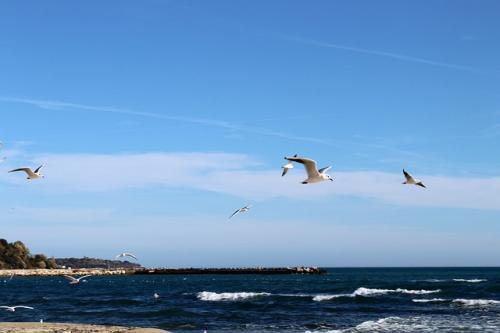 Сколько процентов соли в черном море. Температура и солёность воды в Чёрном море