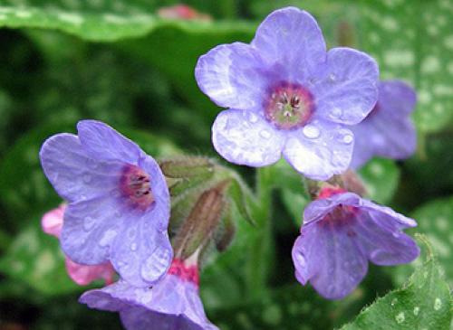 Какие травяные отвары подходят для лечения кашля у детей. Травы от кашля для детей —, какие травы наиболее безопасные и эффективные