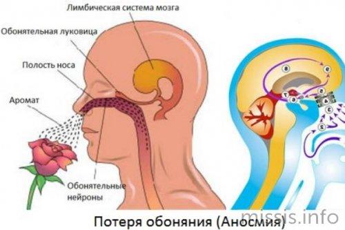 Отсвет запаха и вкуса: один из основных симптомов коронавируса 01 Отсвет запаха и вкуса: один из основных симптомов коронавируса 01