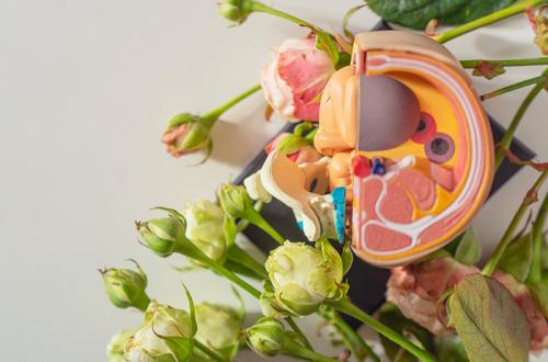 Базальная температура и беременность: все, что нужно знать 03