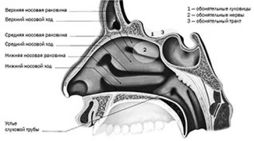 Постковидный синдром: проблемы и решения для врачей-оториноларингологов 03