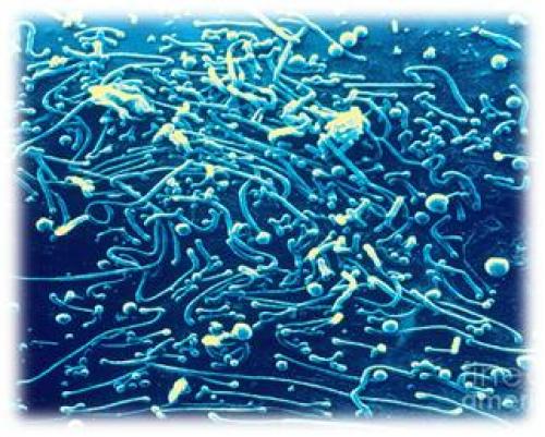 Лечение инфекций верхних дыхательных путей: основные принципы и подходы 05 Лечение инфекций верхних дыхательных путей: основные принципы и подходы 05