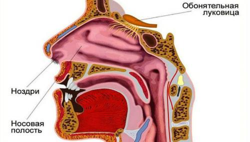 Как промыть носоглотку от слизи. Физиология слизистой носа