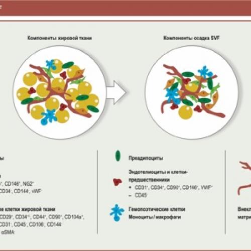 Антибиотики при бронхите для взрослых. Список топ-4 антибиотиков при бронхите по версии КП 06